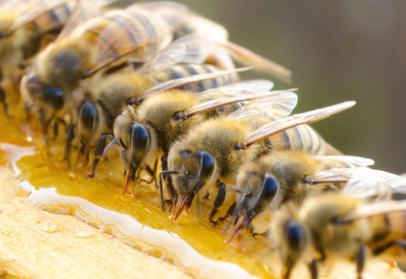 Bees eating honey